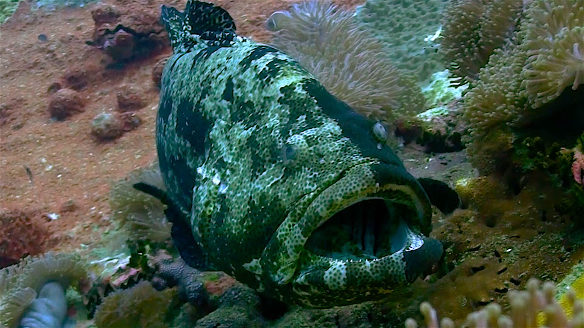 www.thefunkyturtle.com chumphon dive site koh tao grouper