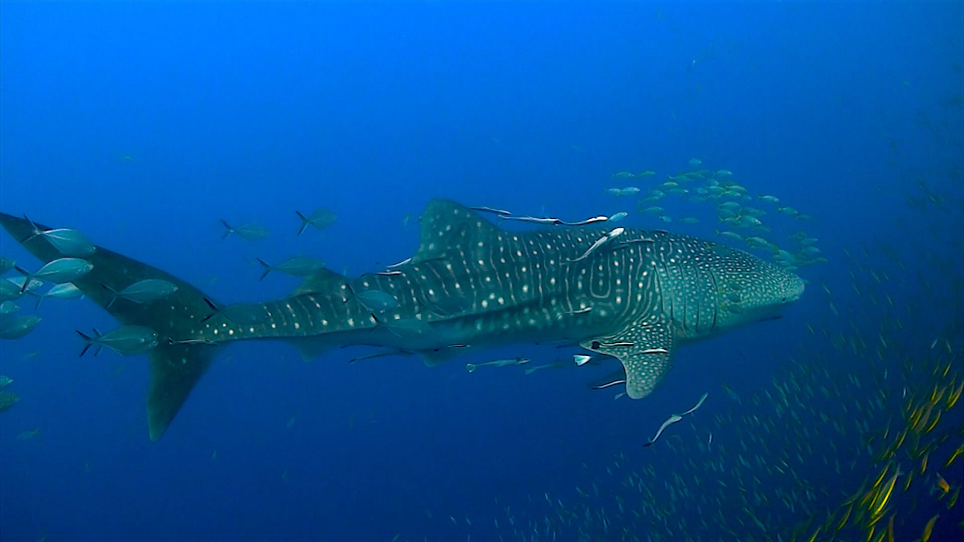 www.thefunkyturtle.com chumphon dive site koh tao whaleshark