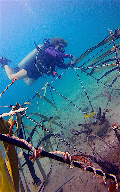 Coral Nurseries Koh Tao