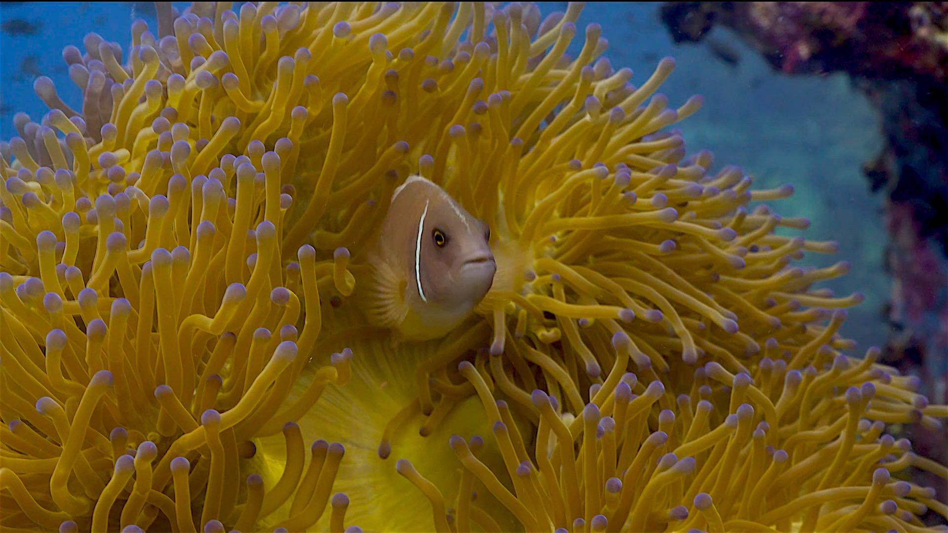 www.thefunkyturtle.com dive sites south west pinnacle koh tao anemone