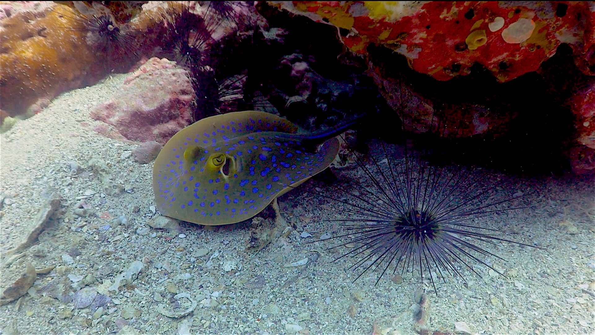 www.thefunkyturtle.com dive sites south west pinnacle koh tao blue spotted stingray