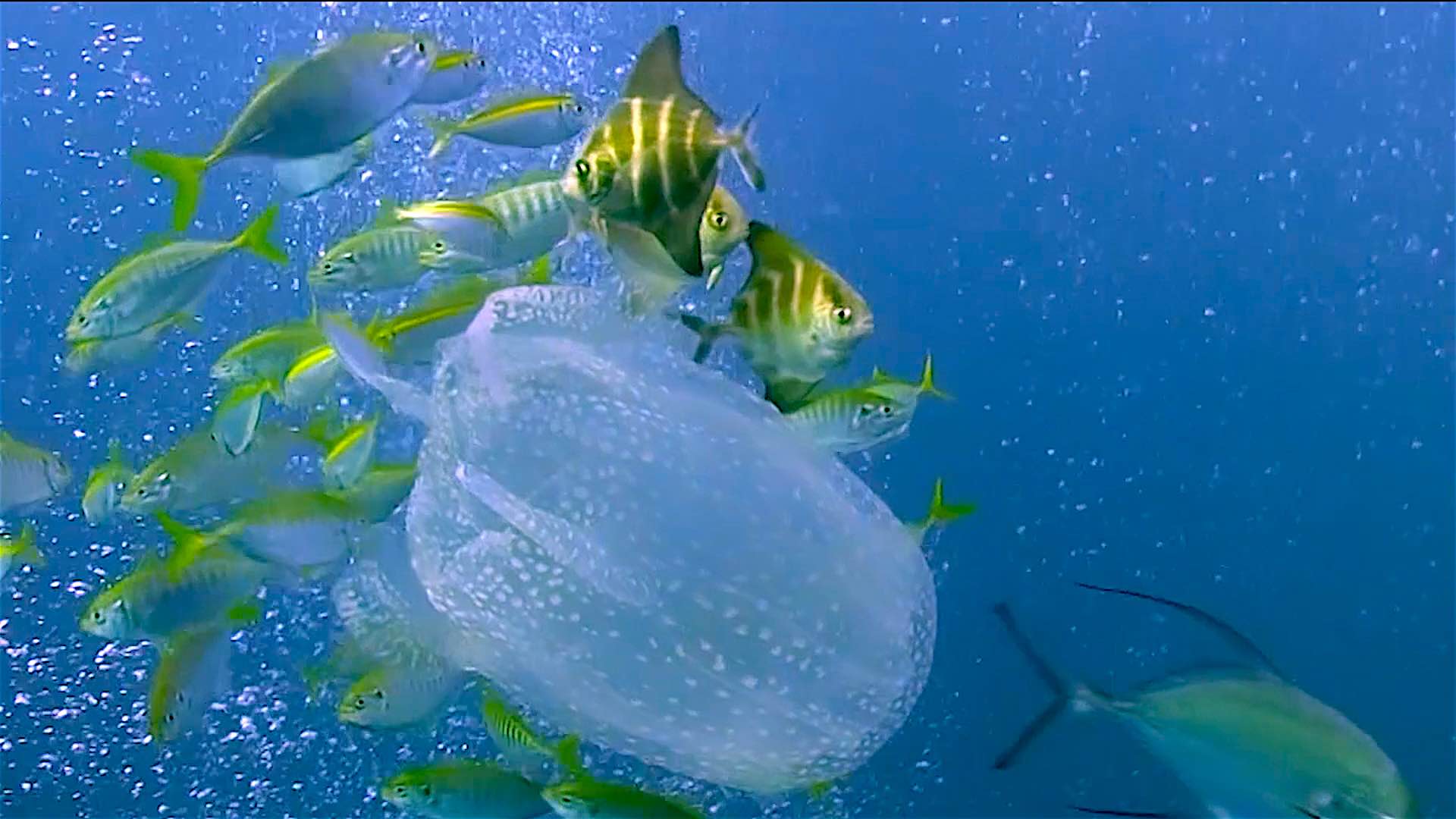 www.thefunkyturtle.com dive sites south west pinnacle koh tao box jellyfish