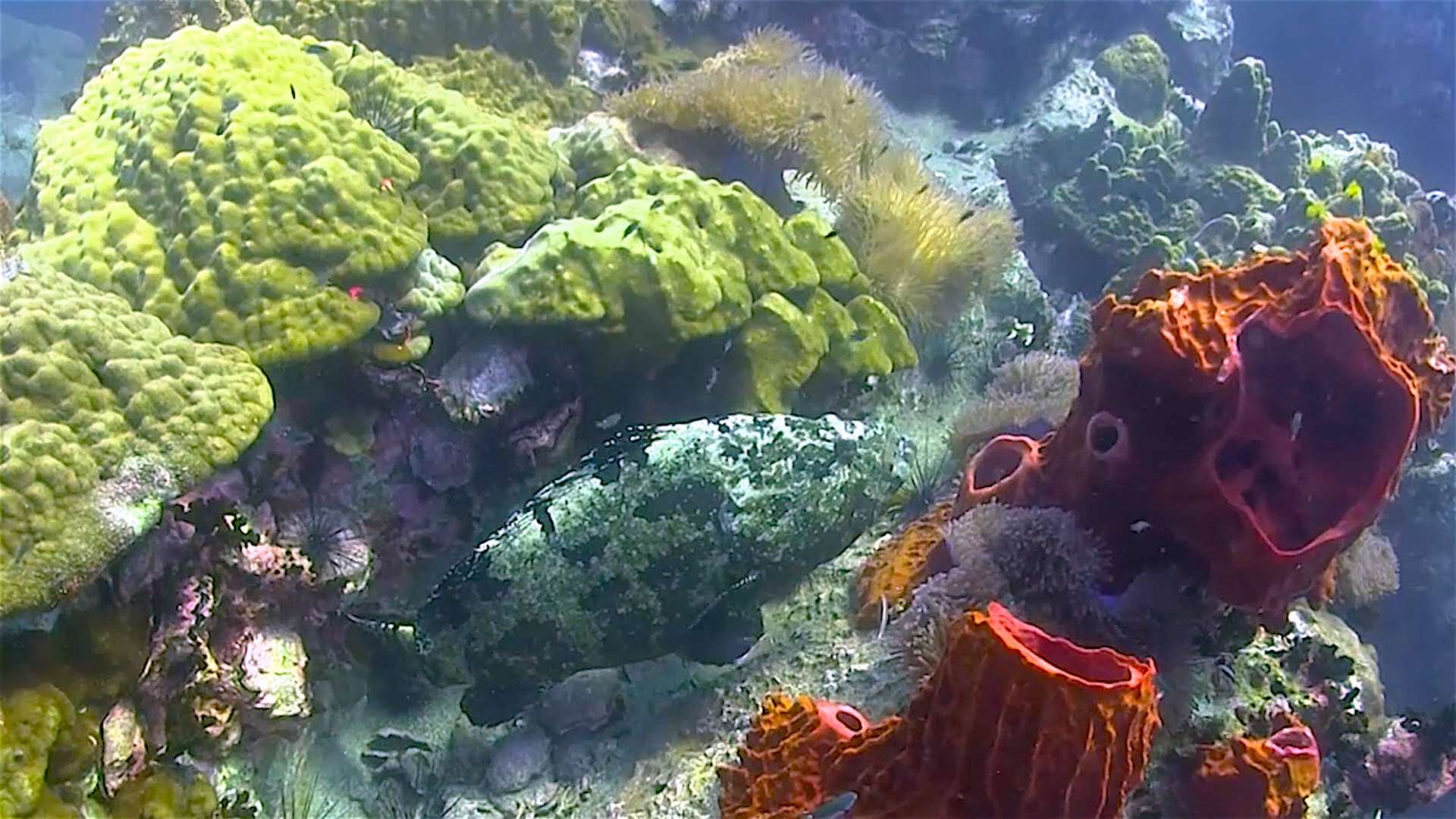 www.thefunkyturtle.com dive sites south west pinnacle koh tao coral gardens