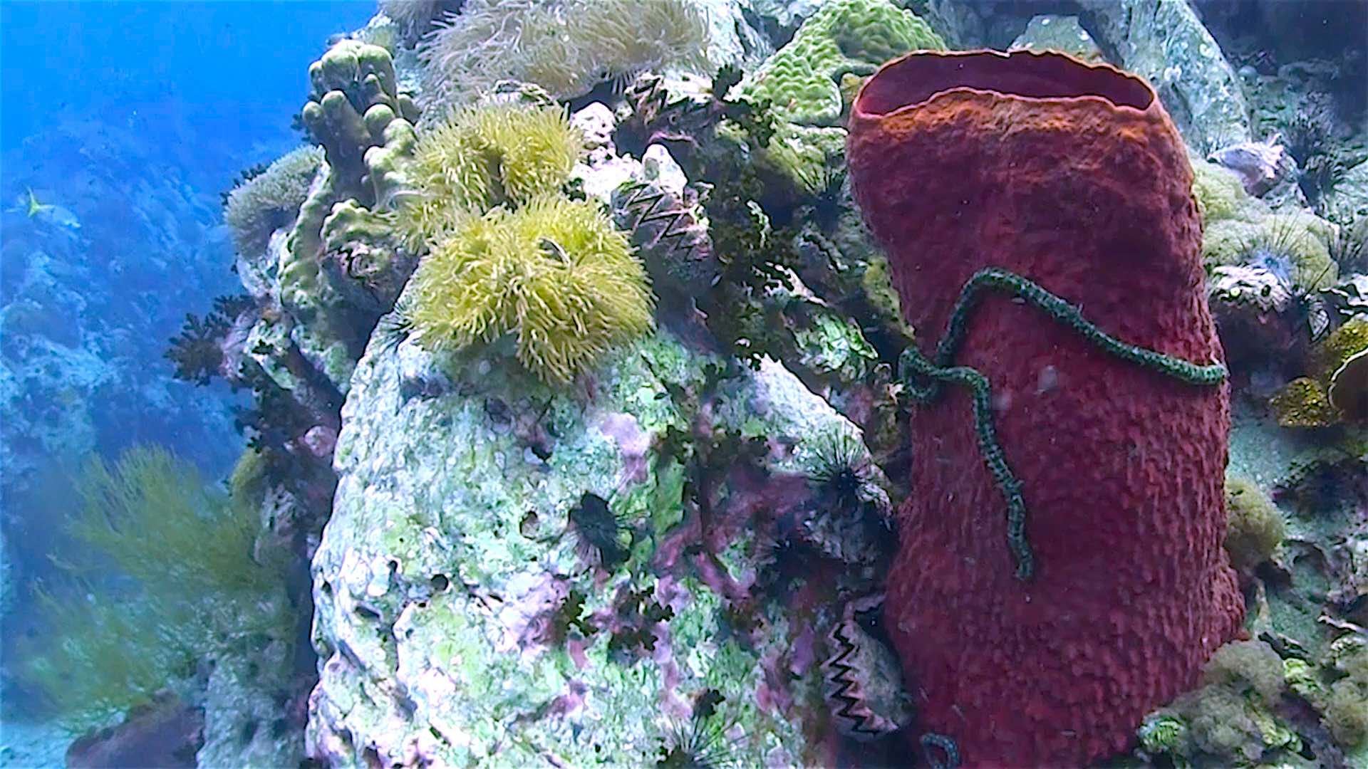 www.thefunkyturtle.com dive sites south west pinnacle koh tao sponge corals