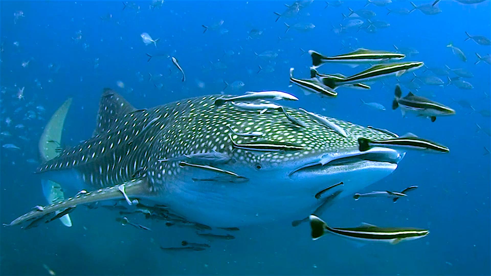 www.thefunkyturtle.com dive sites south west pinnacle koh tao whaleshark