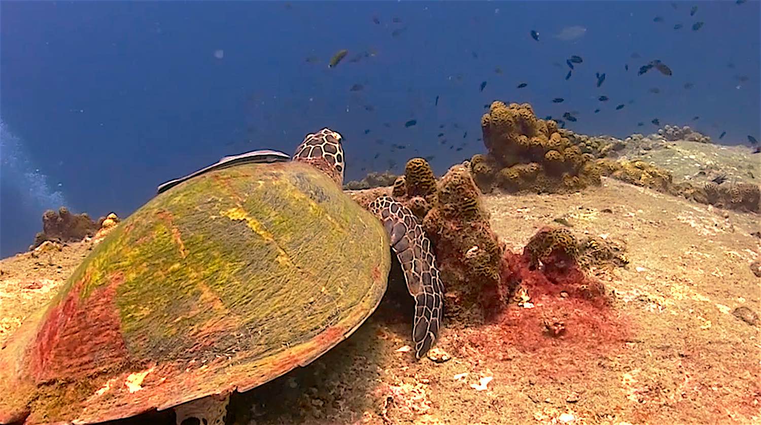 www.thefunkyturtle.com hawksbill turtle hin wong dive site koh tao