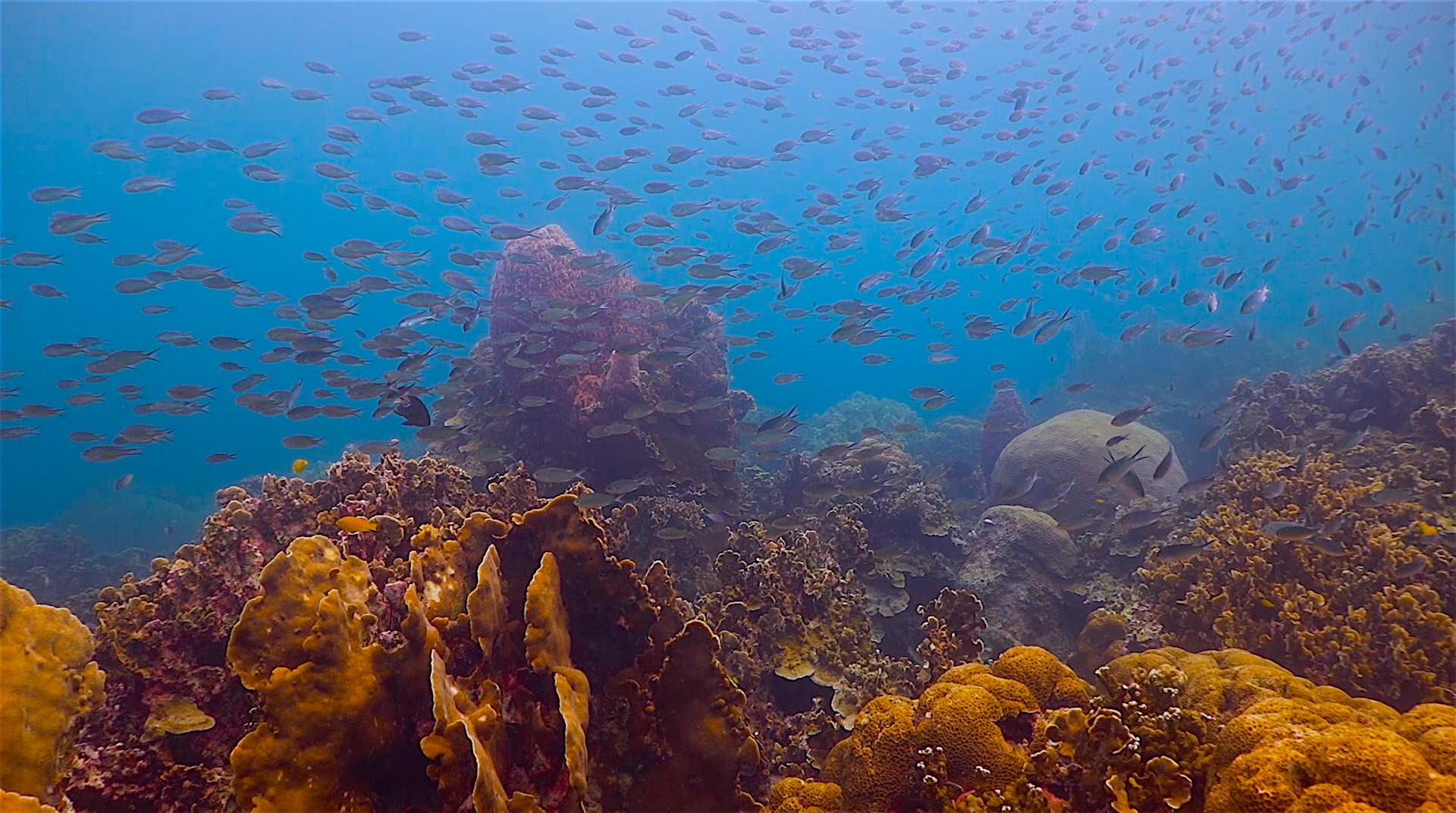 www.thefunkyturtle.com hin wong dive site koh tao best coral reef