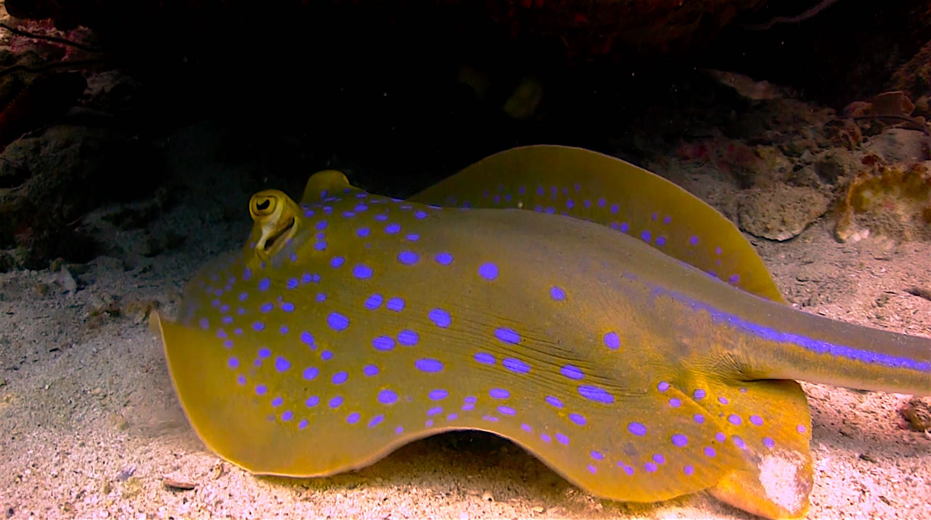 www.thefunkyturtle.com hin wong dive site koh tao blue spotted stingray