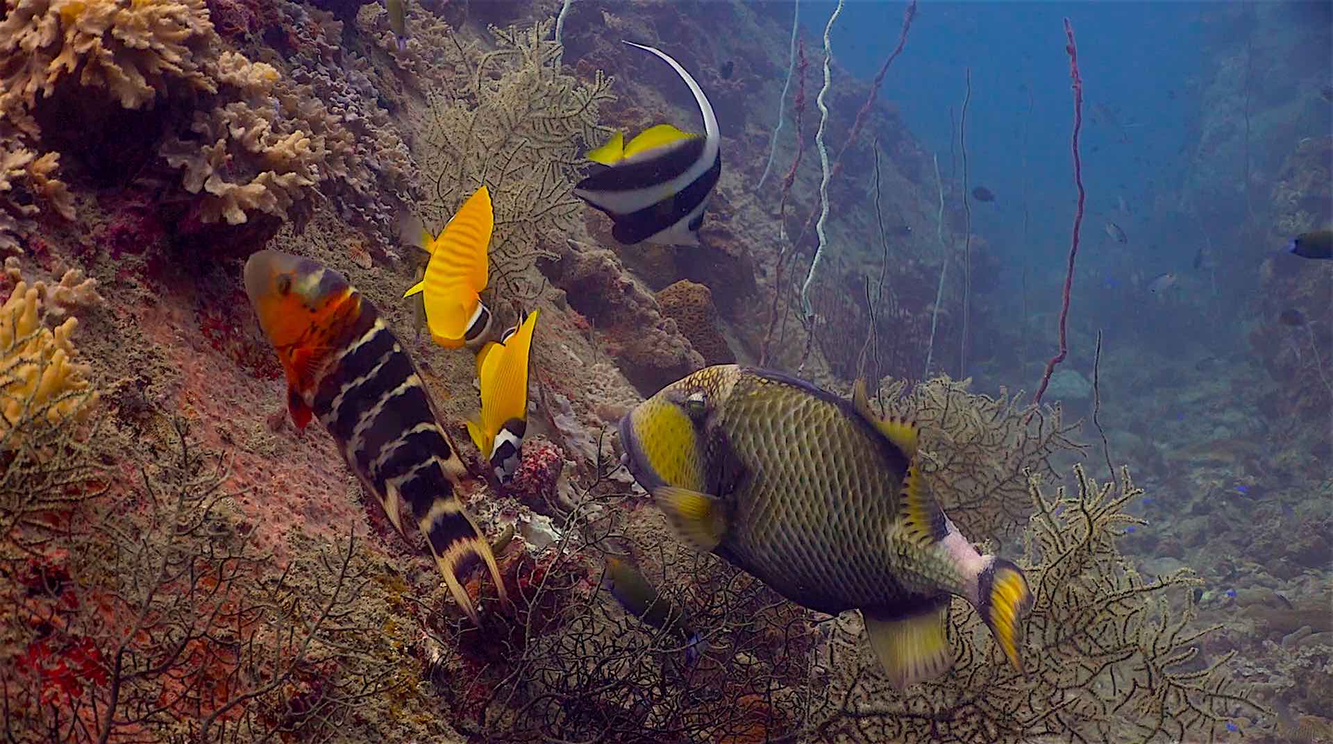 www.thefunkyturtle.com hin wong dive site koh tao trigger fish