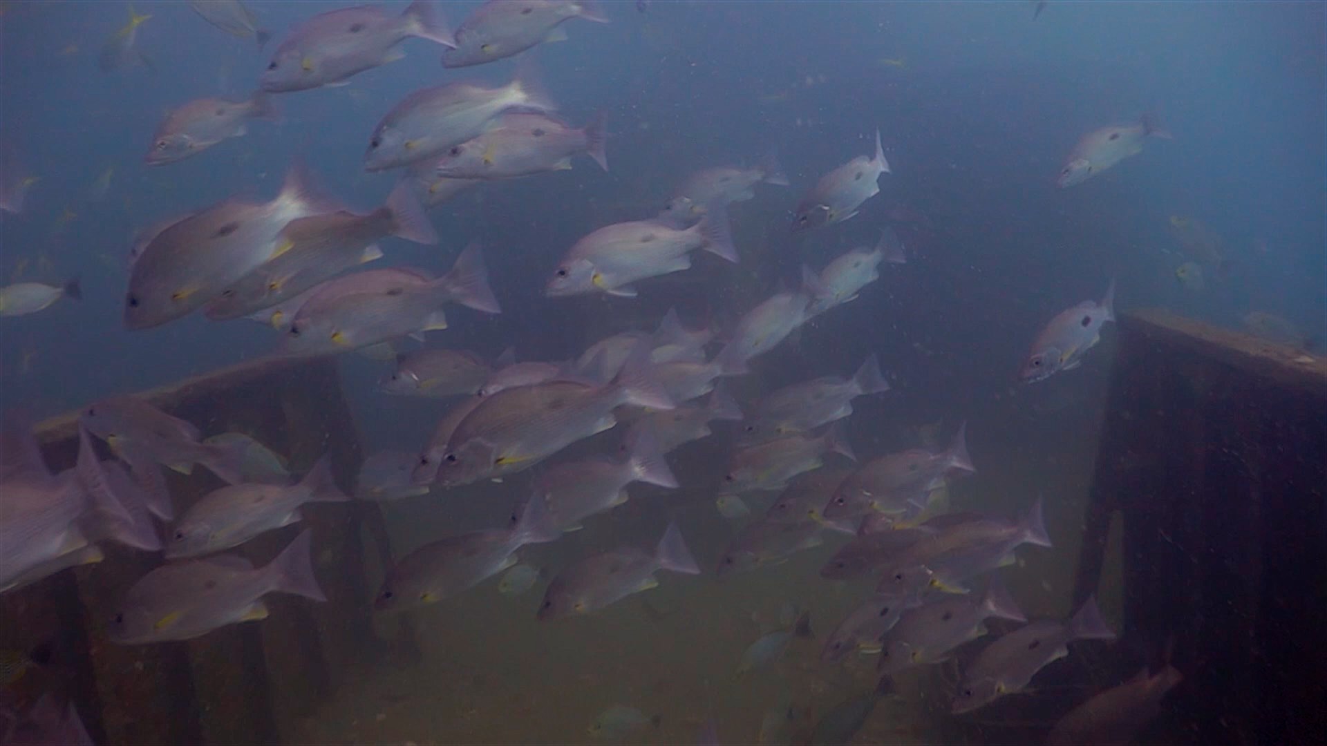 www.thefunkyturtle.com htms sattakut dive koh tao marine life