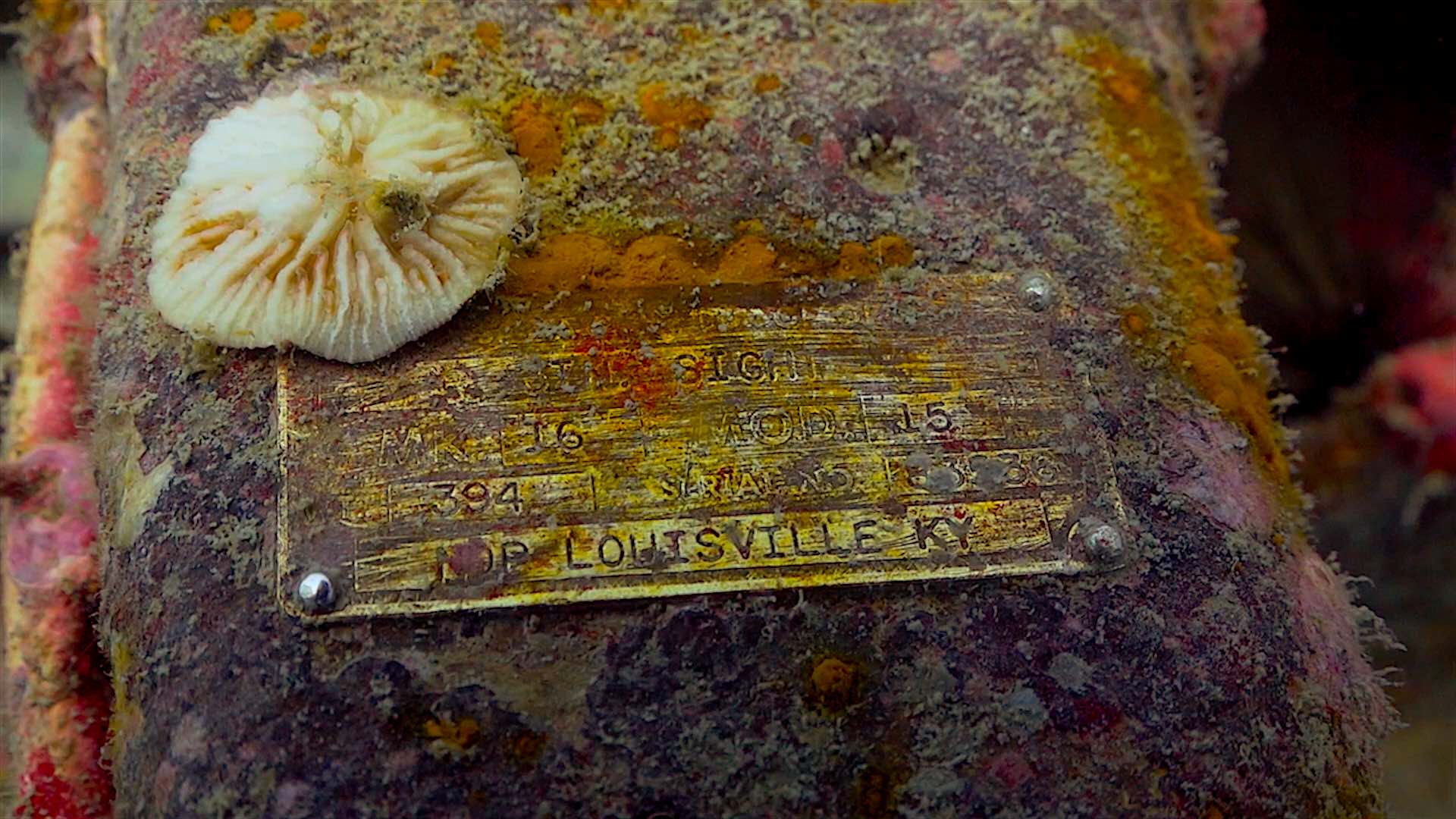 www.thefunkyturtle.com htms sattakut wreck dive koh tao name plate