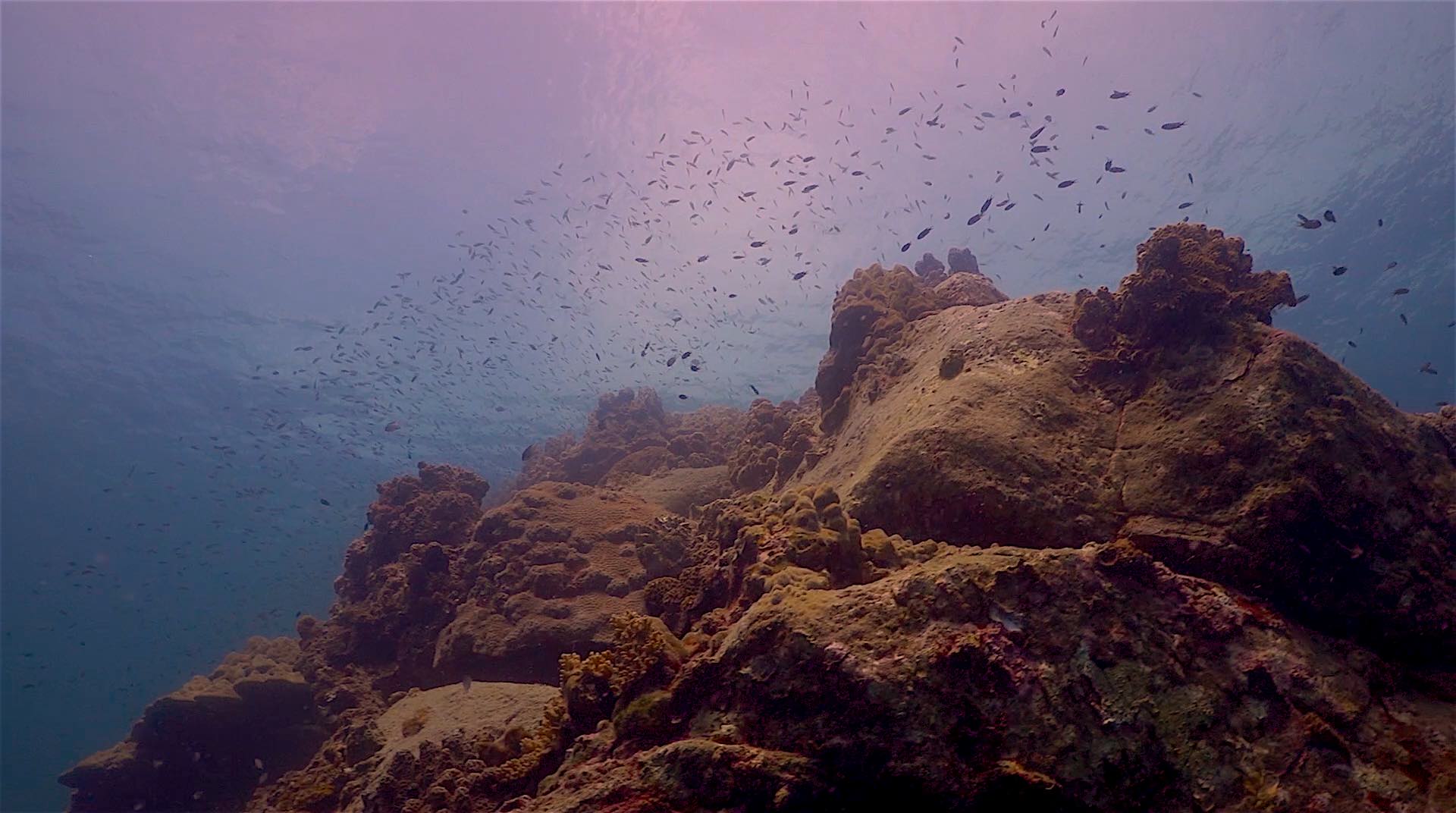 www.thefunkyturtle.com japanese gardens dive site koh tao coral formations