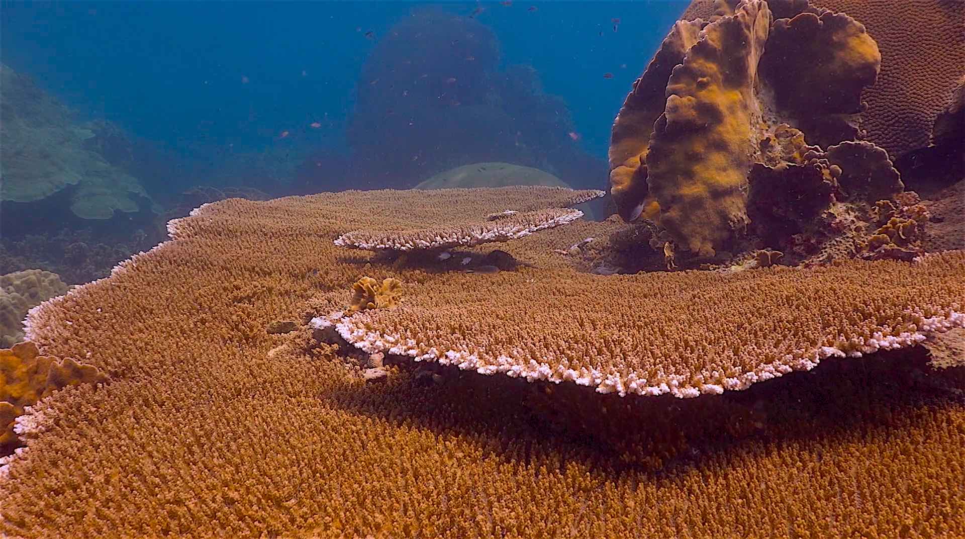 www.thefunkyturtle.com japanese gardens dive site koh tao coral reef