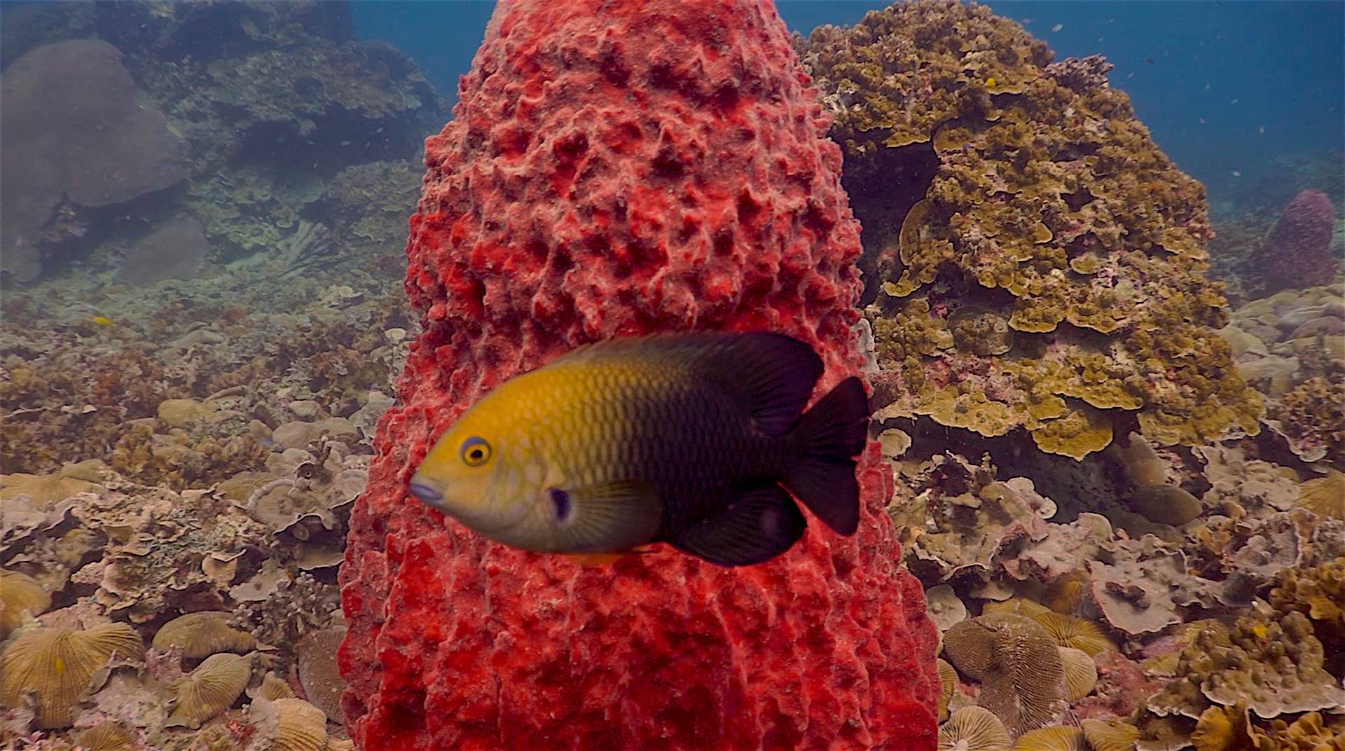 www.thefunkyturtle.com japanese gardens dive site koh tao damsel fish