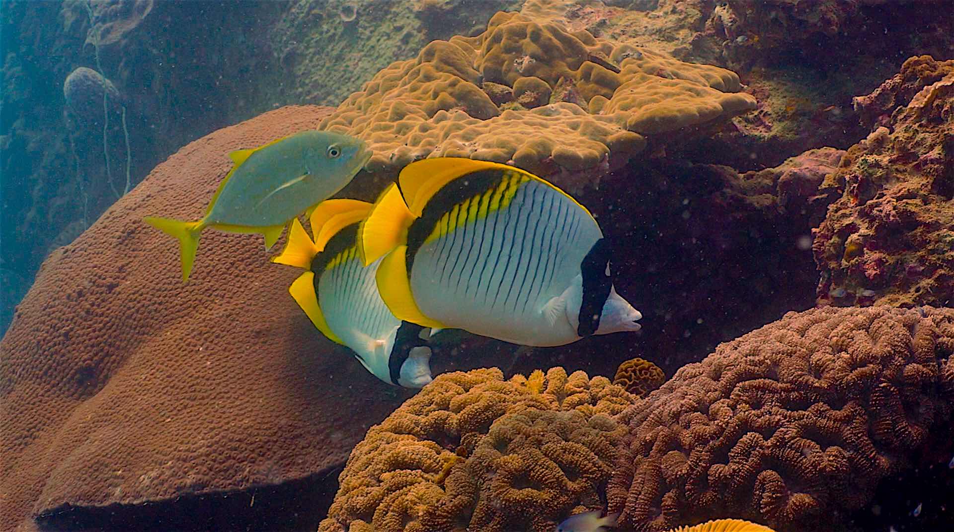 www.thefunkyturtle.com japanese gardens dive site koh tao fish species