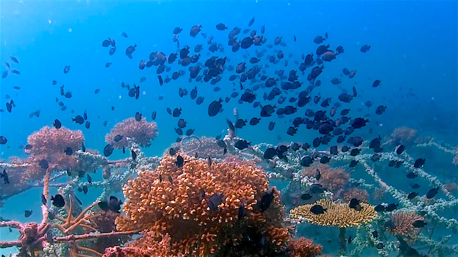 www.thefunkyturtle.com junkyard reef artificial dive site koh tao