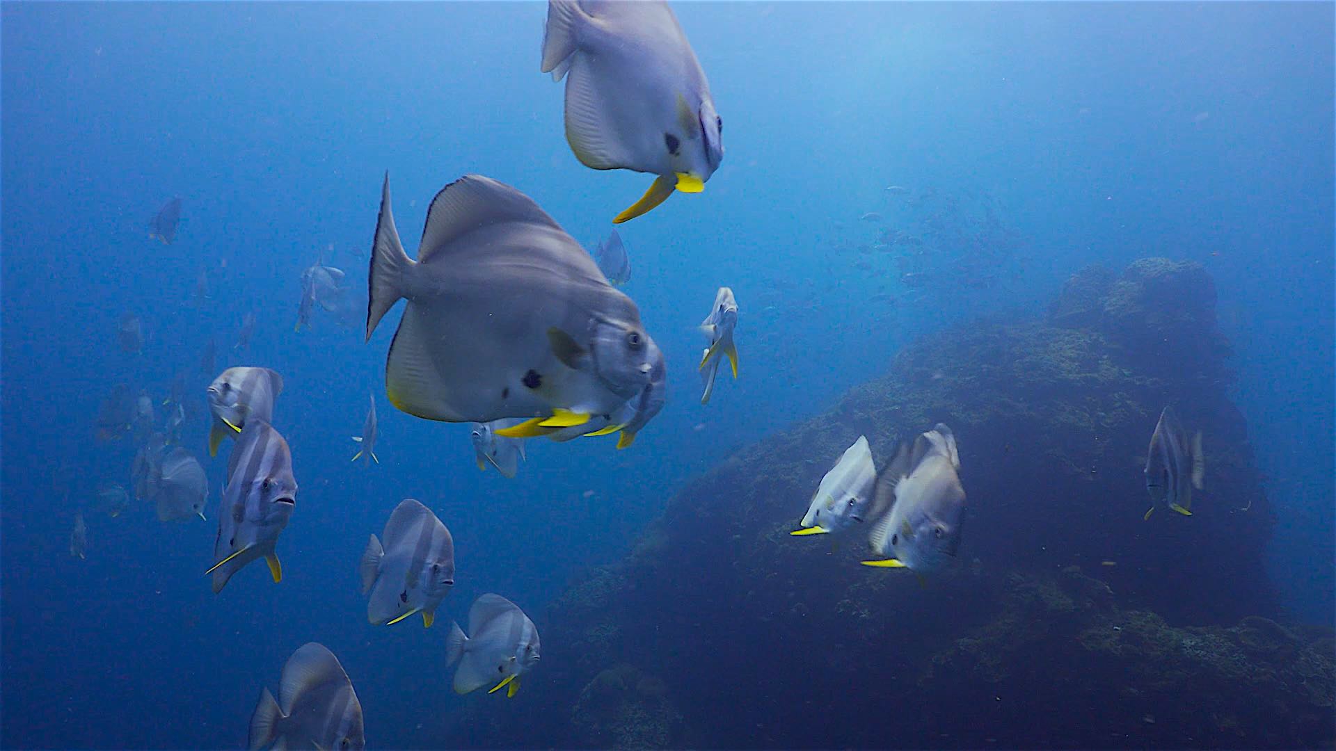 www.thefunkyturtle.com sail rock dive site koh tao batfish shoal