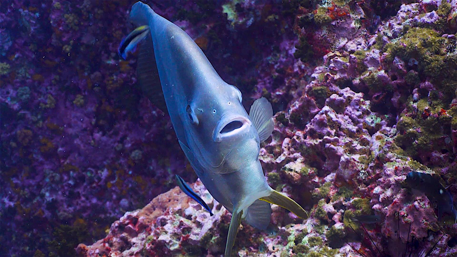 www.thefunkyturtle.com sail rock dive site koh tao batfish