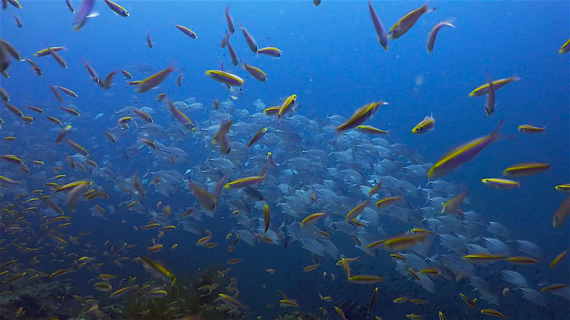 www.thefunkyturtle.com sail rock dive site koh tao fusiliers