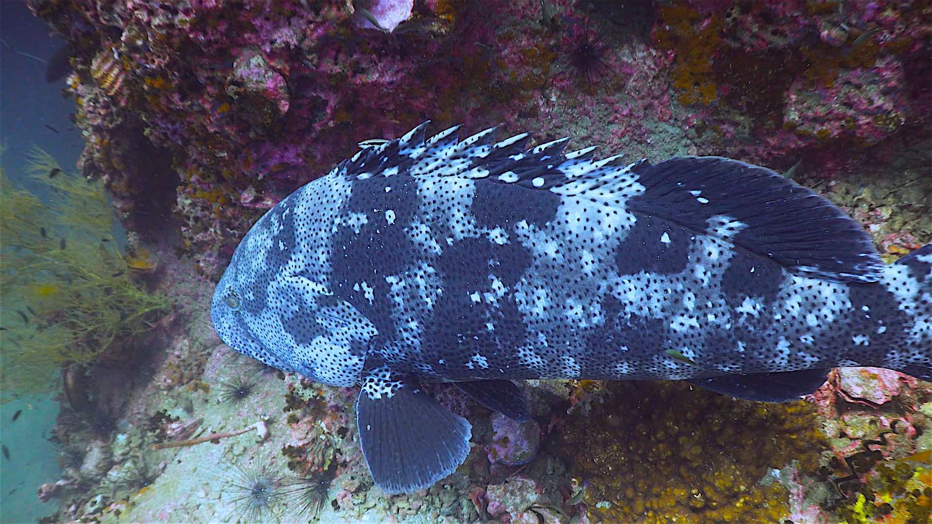 www.thefunkyturtle.com sail rock dive site koh tao grouper