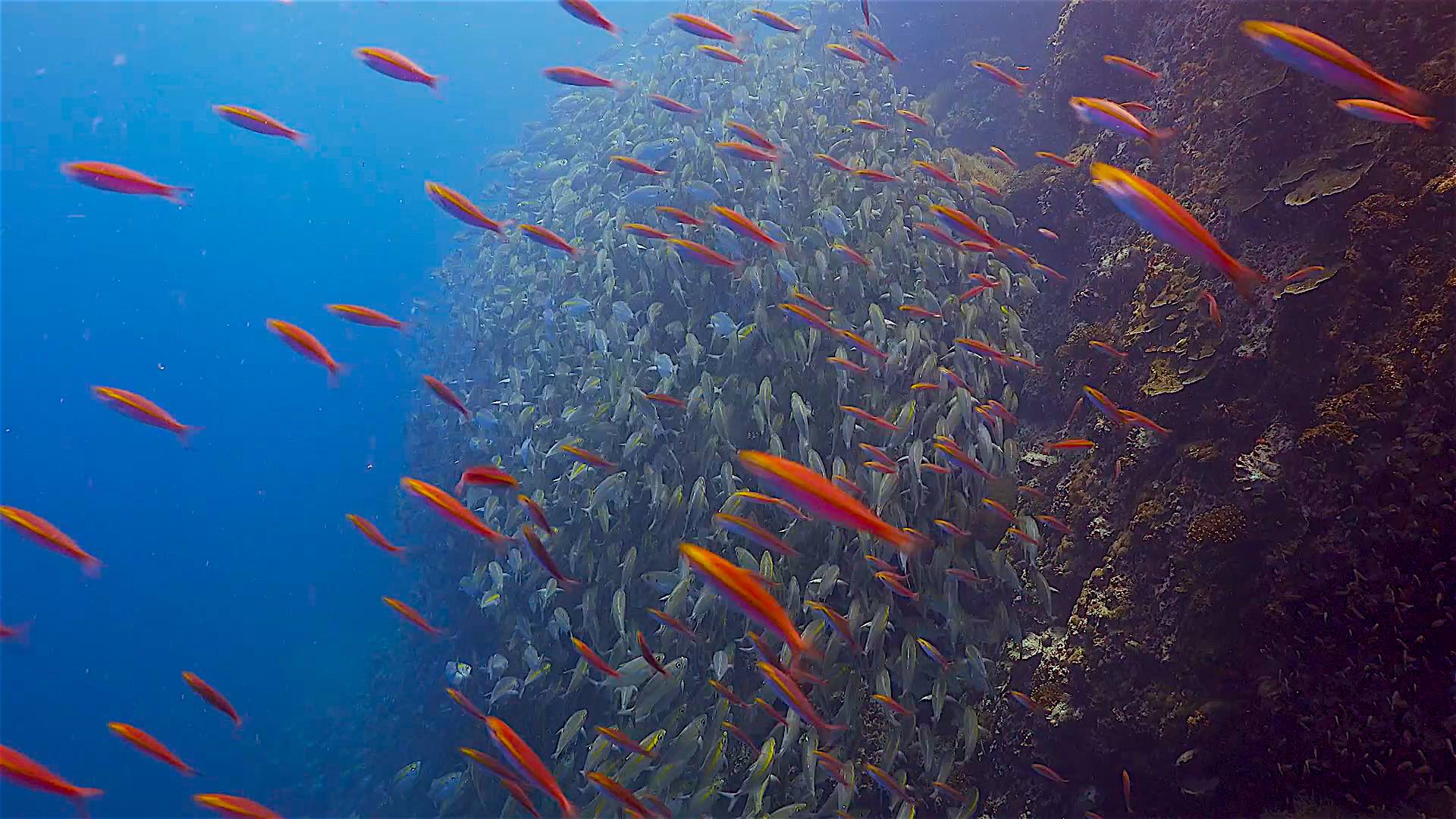 www.thefunkyturtle.com sail rock dive site koh tao marine life