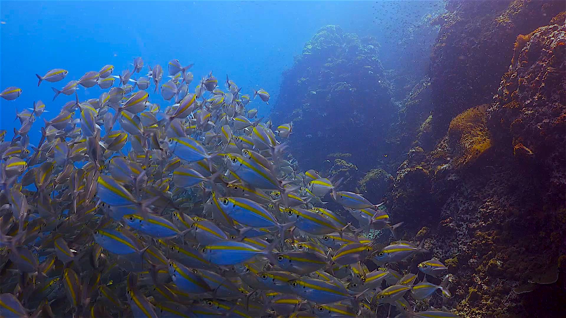 www.thefunkyturtle.com sail rock dive site koh tao rock formations