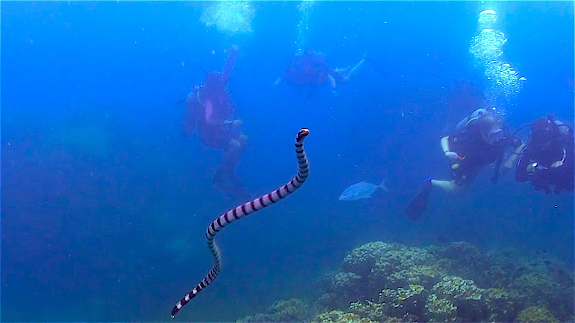 www.thefunkyturtle.com white rock dive site koh tao