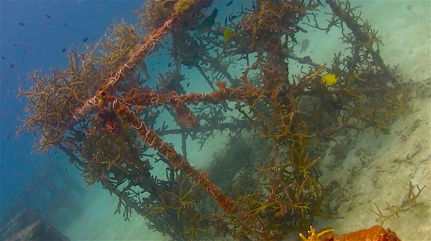 www.thefunkyturtle.com Buoyancy world coral restoration project dive site koh tao