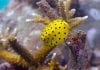 thefunkyturtle.com Buoyancy world dive site koh tao boxfish