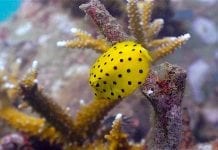 thefunkyturtle.com Buoyancy world dive site koh tao boxfish