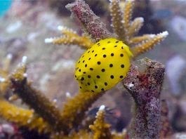 thefunkyturtle.com Buoyancy world dive site koh tao boxfish