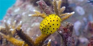 thefunkyturtle.com Buoyancy world dive site koh tao boxfish