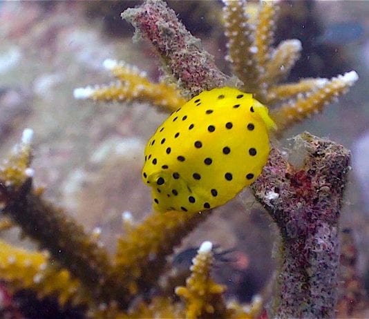 thefunkyturtle.com Buoyancy world dive site koh tao boxfish