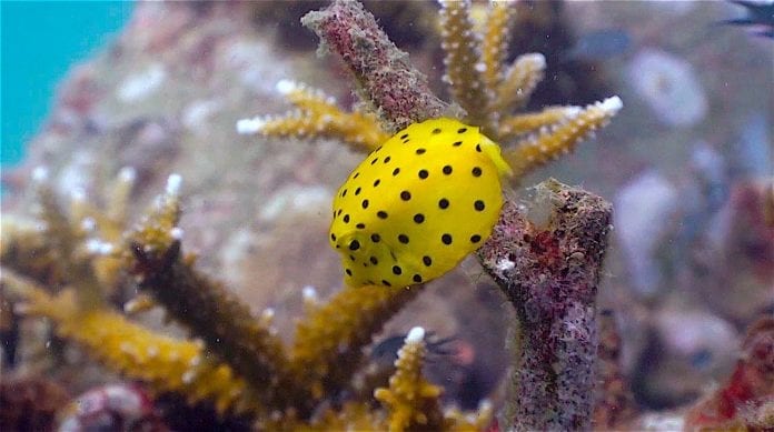 thefunkyturtle.com Buoyancy world dive site koh tao boxfish