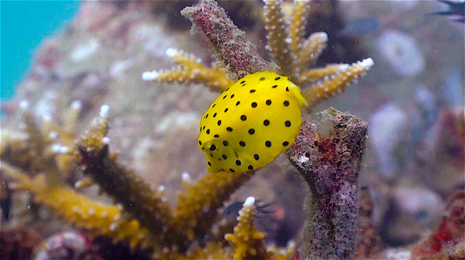 www.thefunkyturtle.com Buoyancy world dive site koh tao boxfish