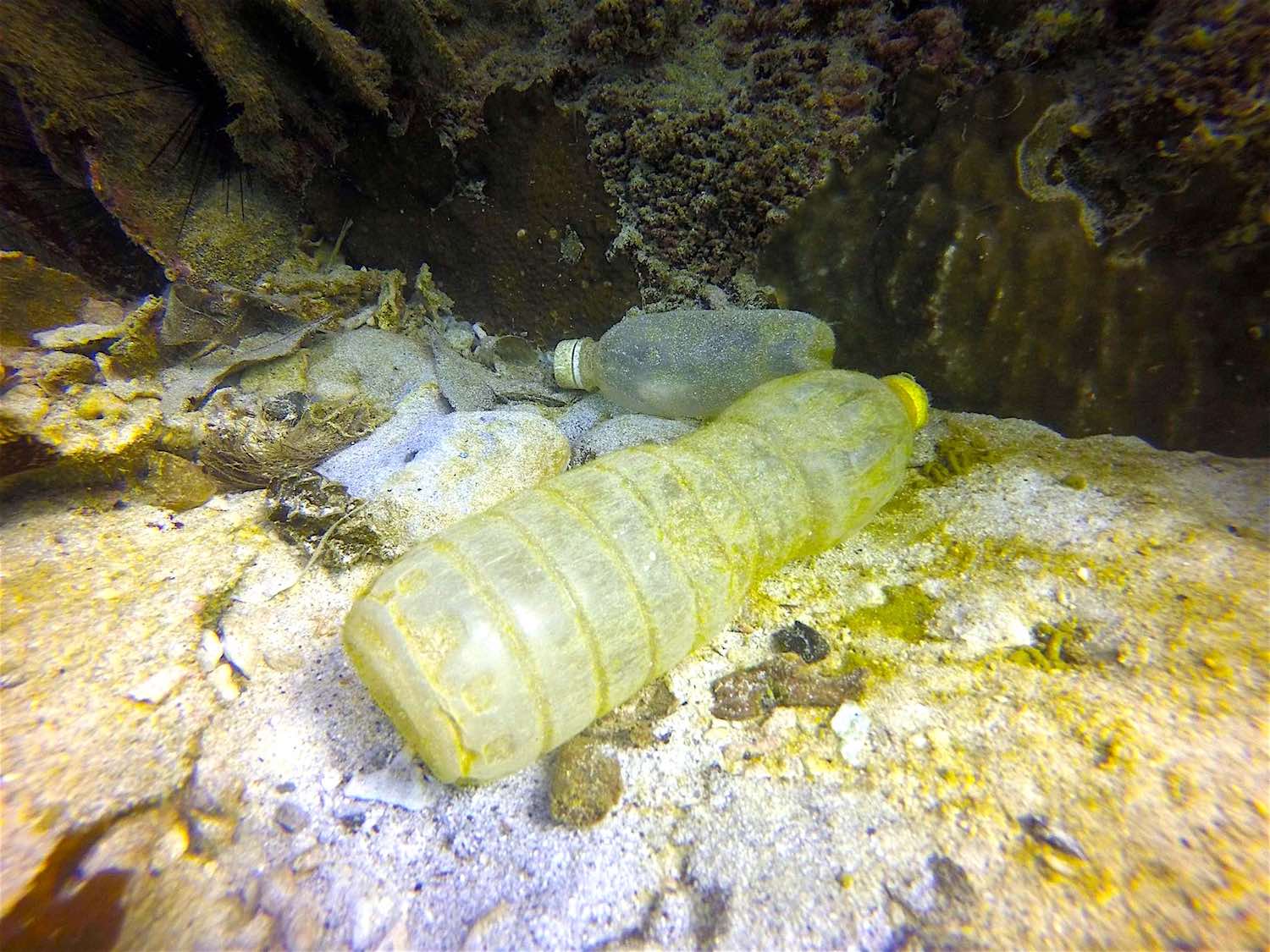www.thefunkyturtle.com Dive-Against-Debris plastic waste in oceans