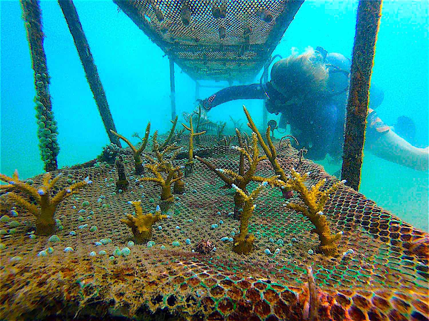 Coral Nursery Maintenance