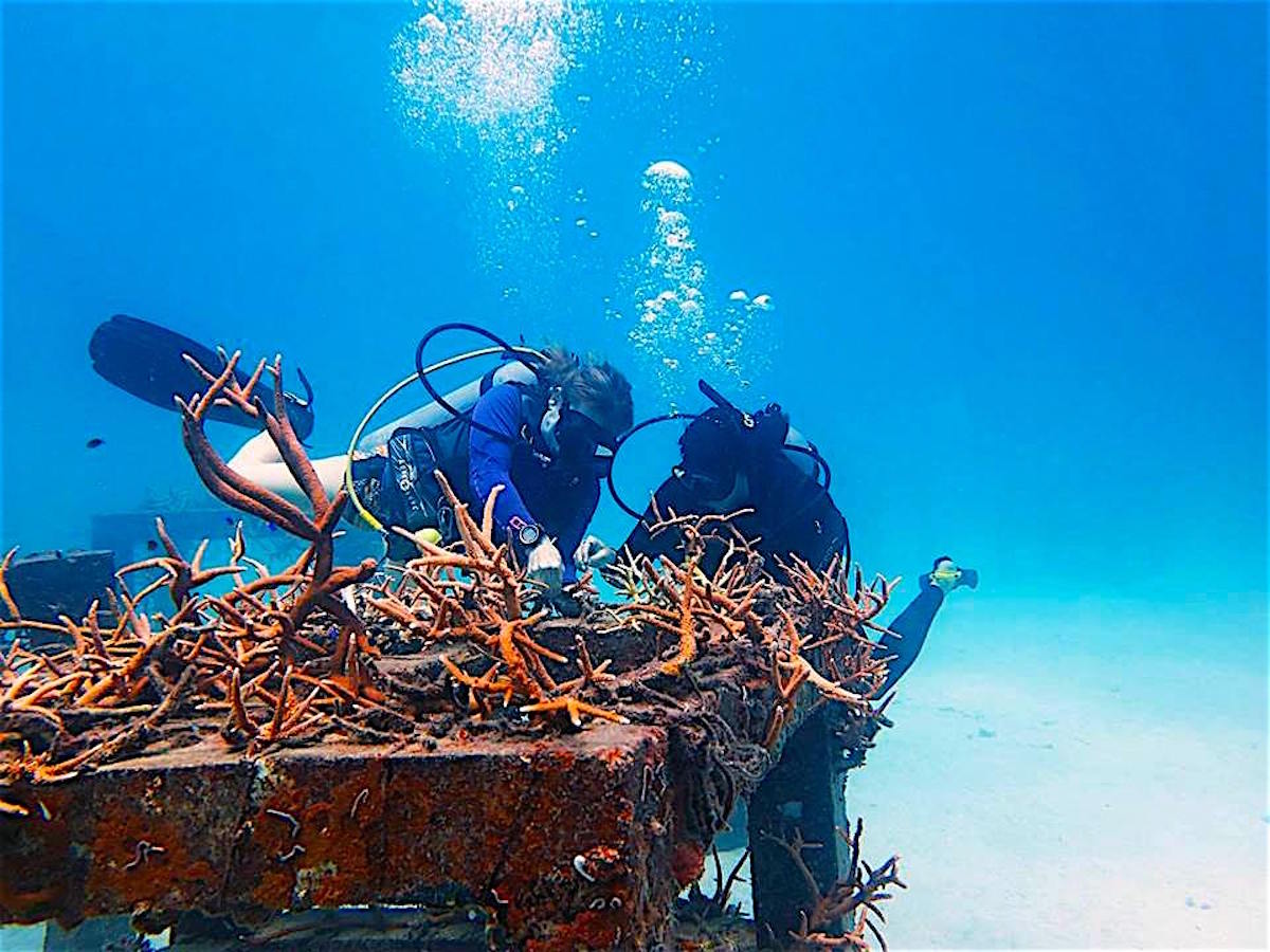 www.thefunkyturtle.com adopt a coral koh tao