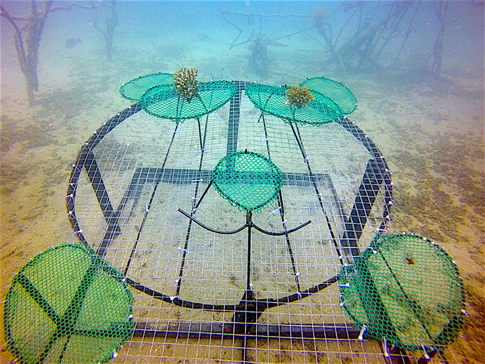 www.thefunkyturtle.com adopt a coral project koh tao