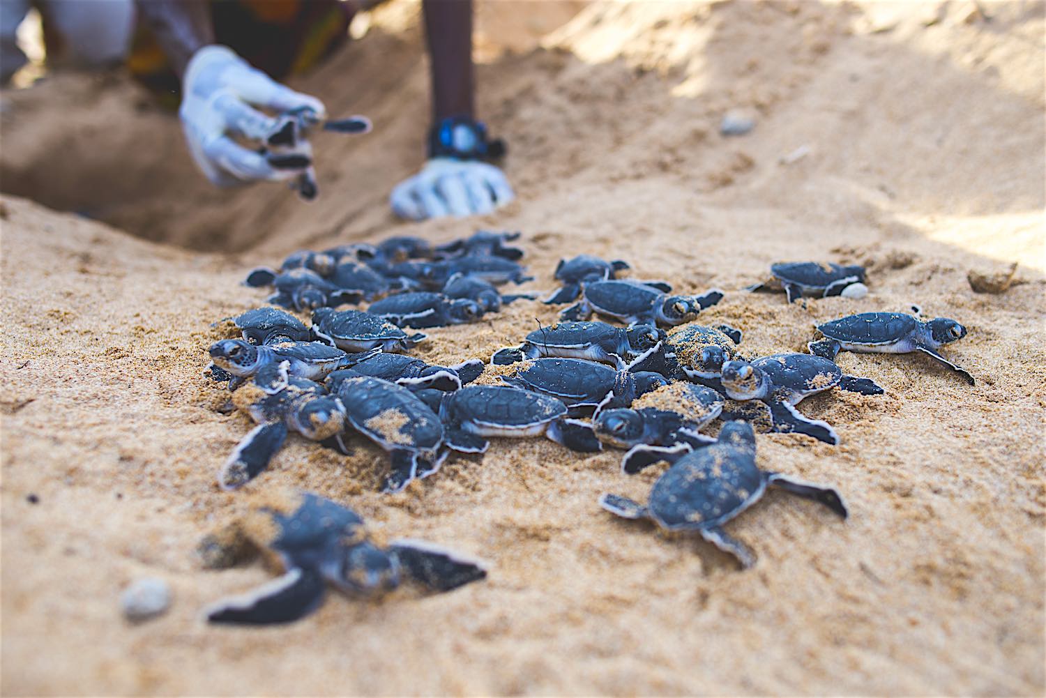 www.thefunkyturtle.com-baby-turtles-on-koh-tao