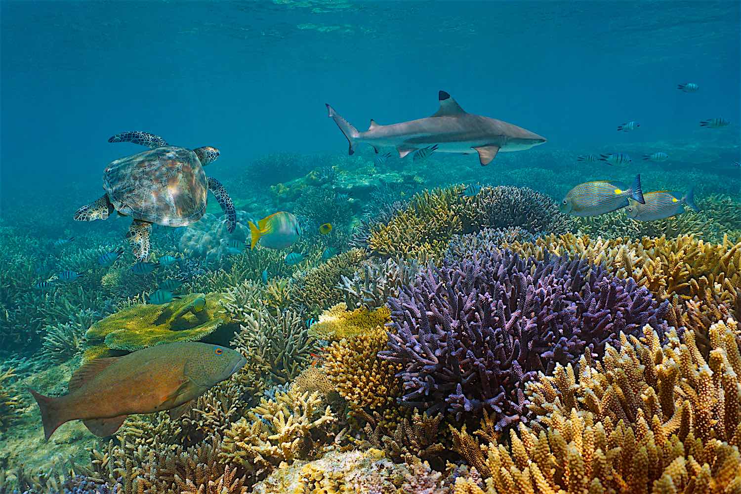 www.thefunkyturtle.com-black-tip-reef-shark-on-koh-tao