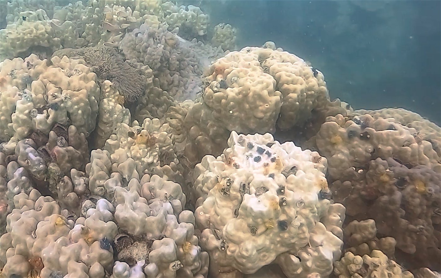 www.thefunkyturtle.com coral bleaching koh tao