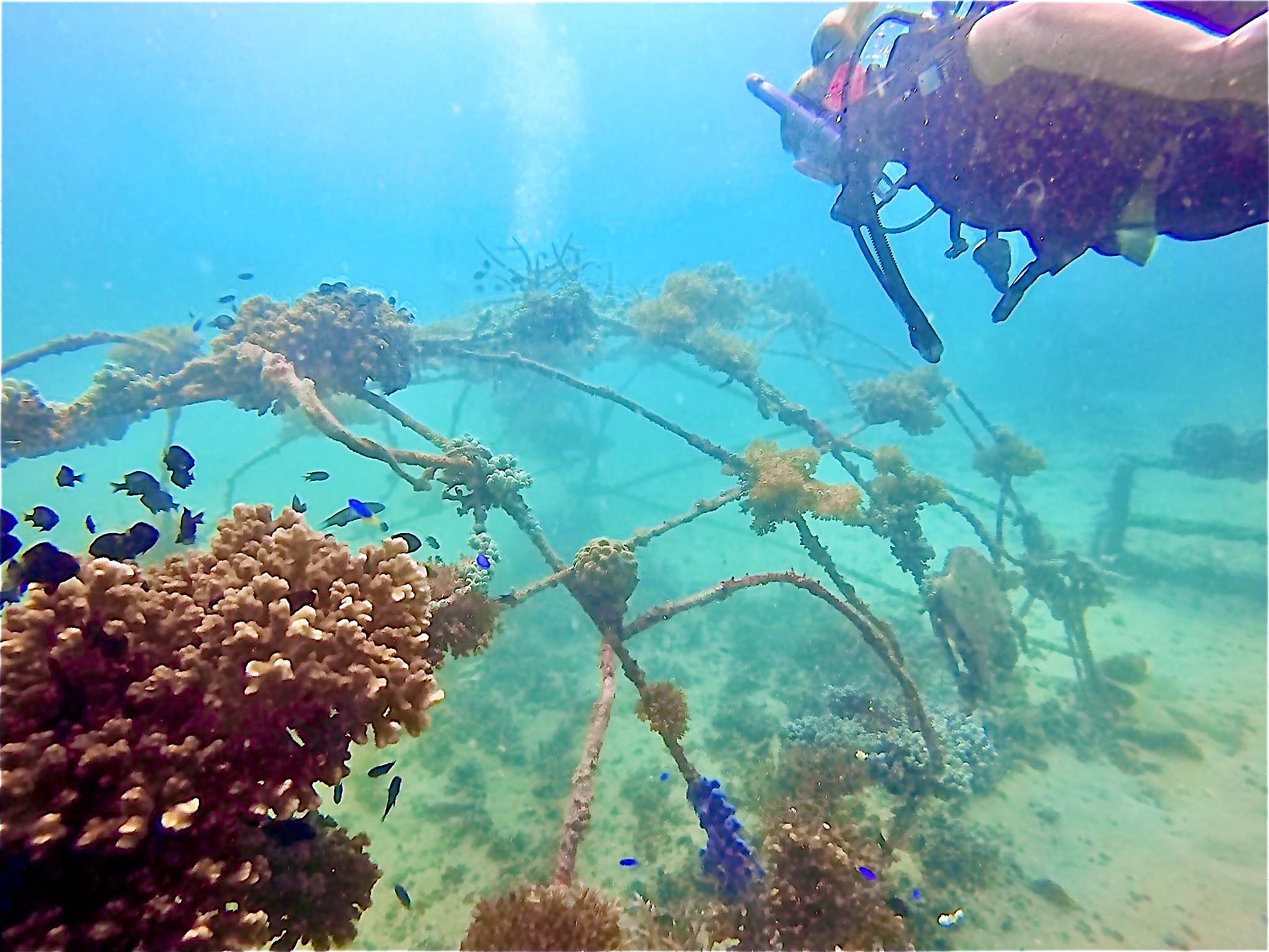 www.thefunkyturtle.com coral reef restoration on koh tao