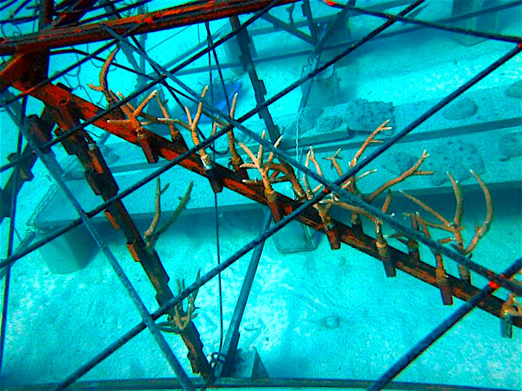 www.thefunkyturtle.com coral restoration initiative koh tao