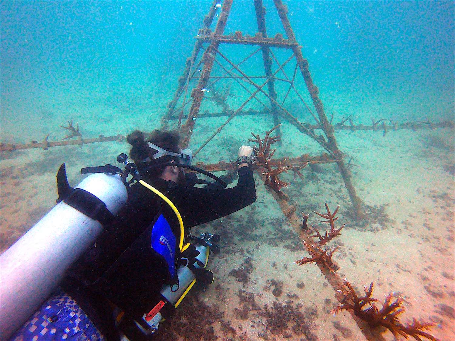 www.thefunkyturtle.com coral structures koh tao