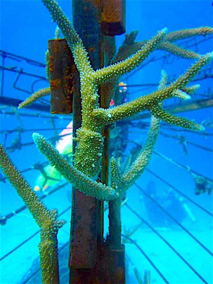 www.thefunkyturtle.com coral transplanting koh tao