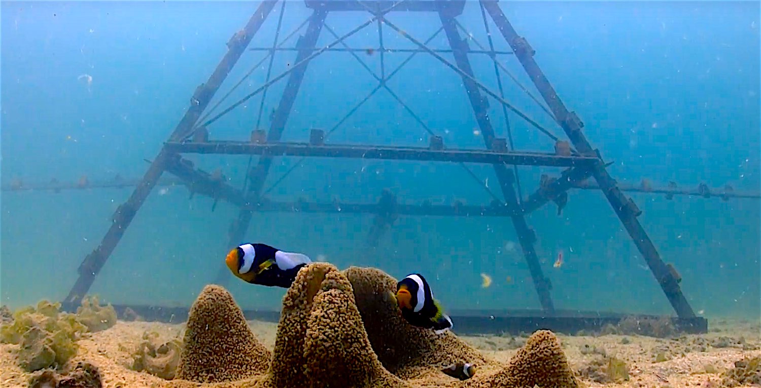 www.thefunkyturtle.com coral transplants koh tao