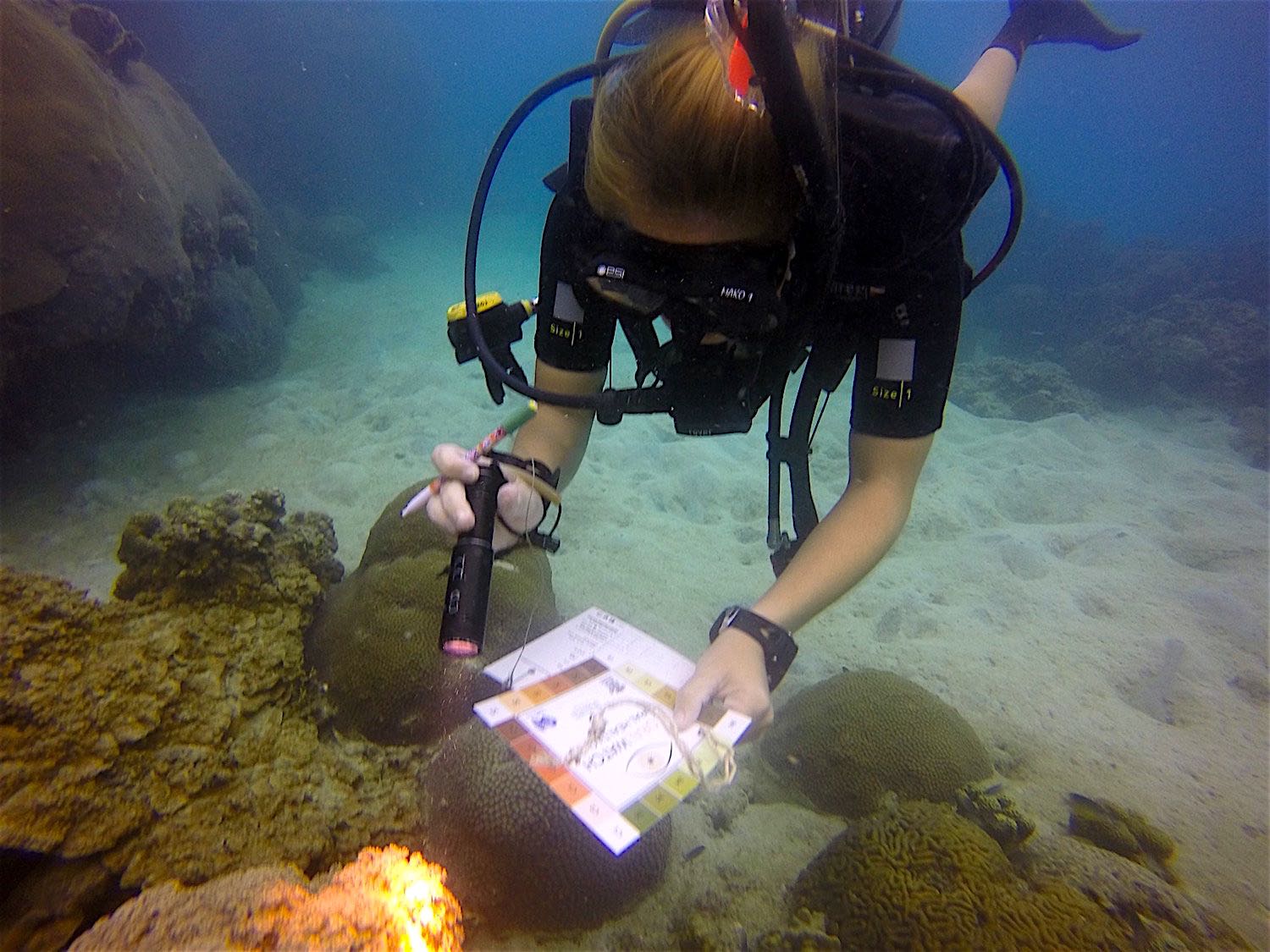 www.thefunkyturtle.com coral watch koh tao thailand