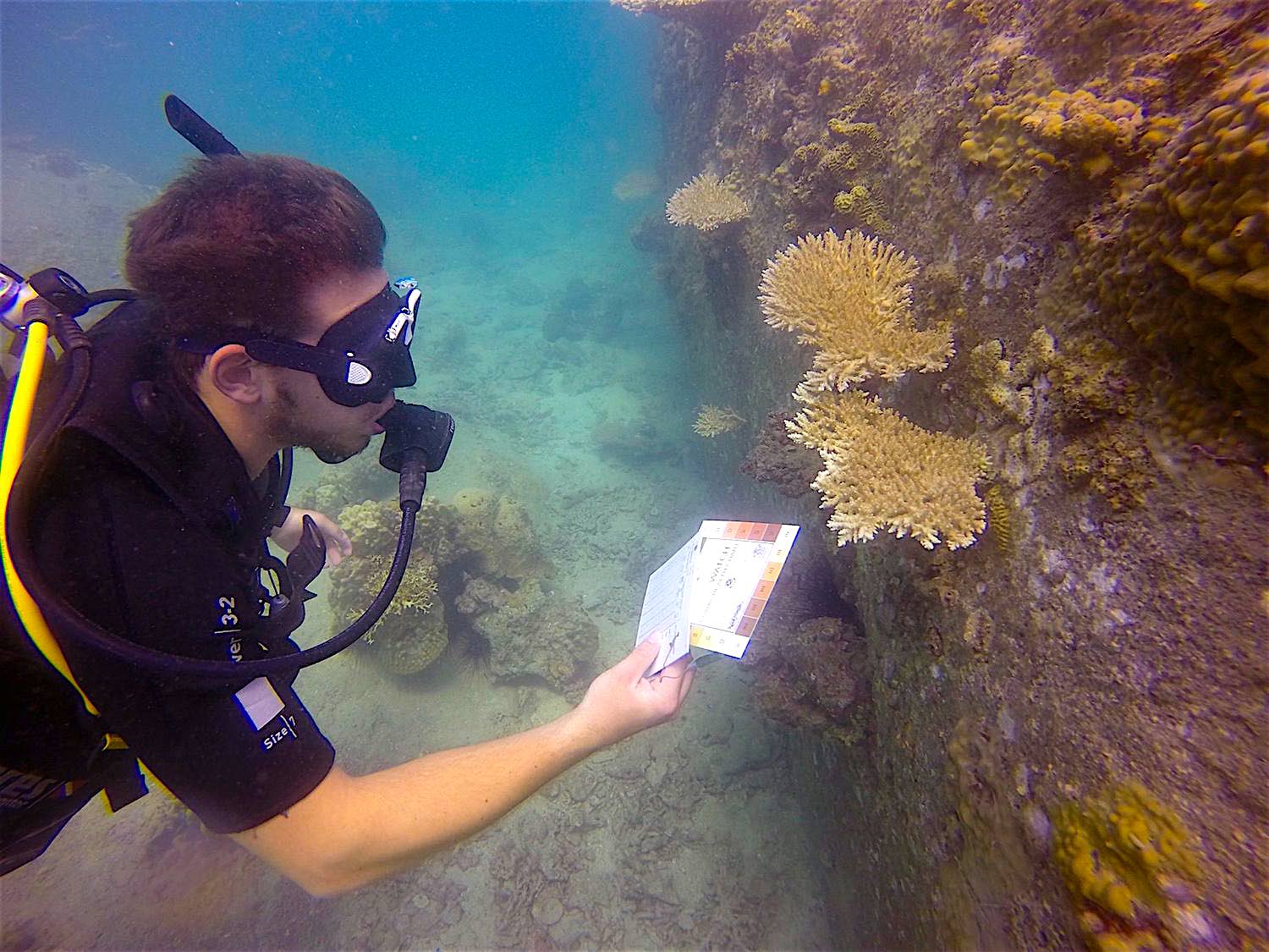 www.thefunkyturtle.com coral watch koh tao