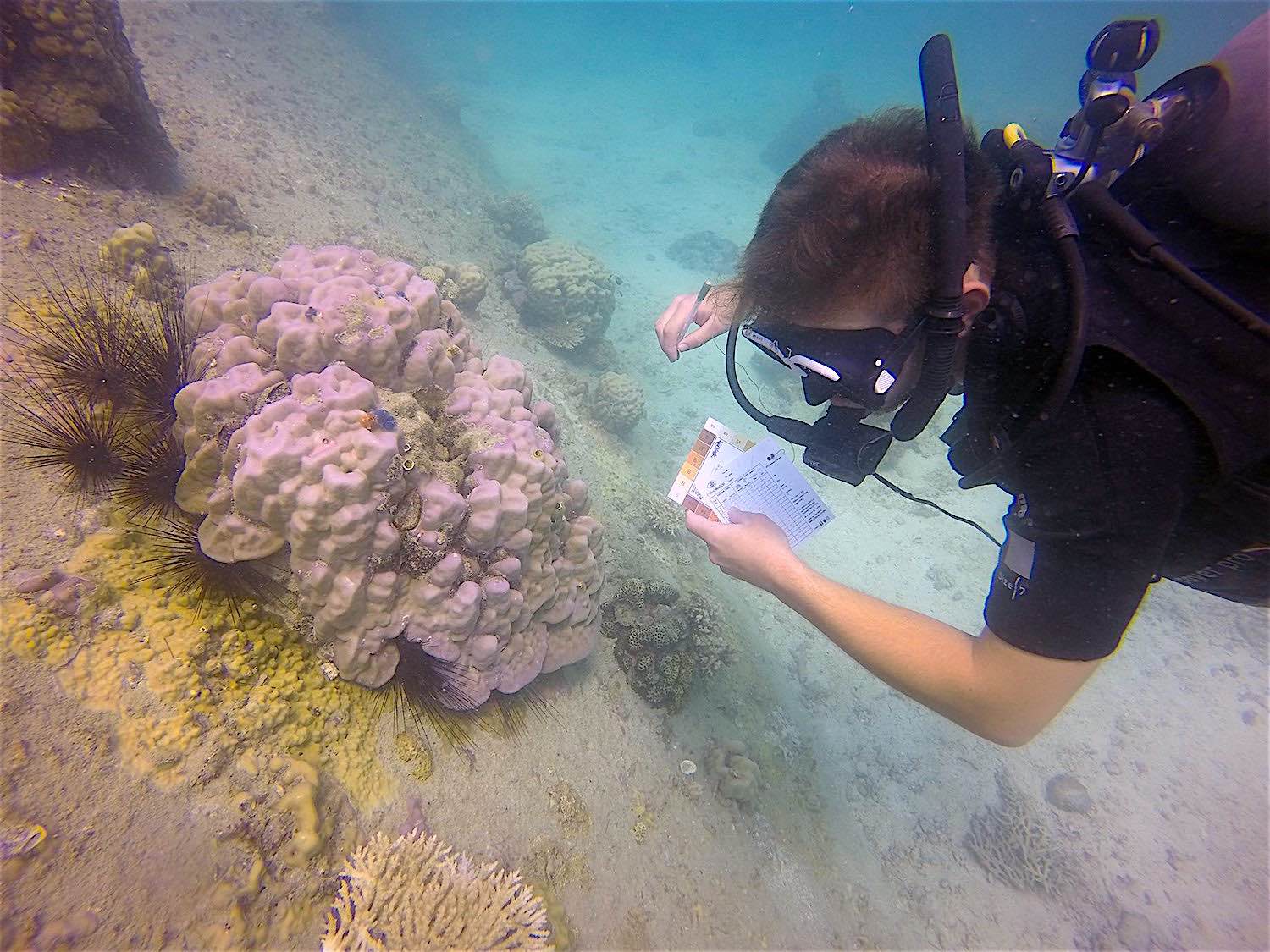 www.thefunkyturtle.com coral watch on koh tao